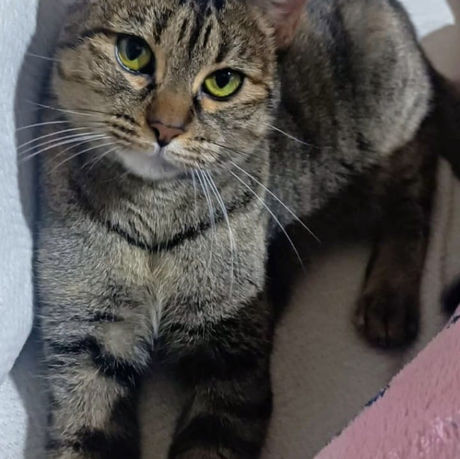 beautiful, friendly young cat for adoption