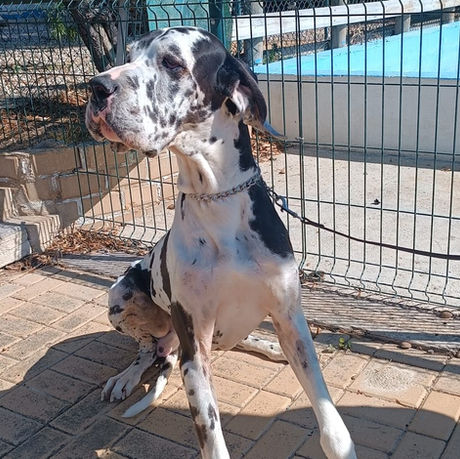 Great Dane for adoptiion