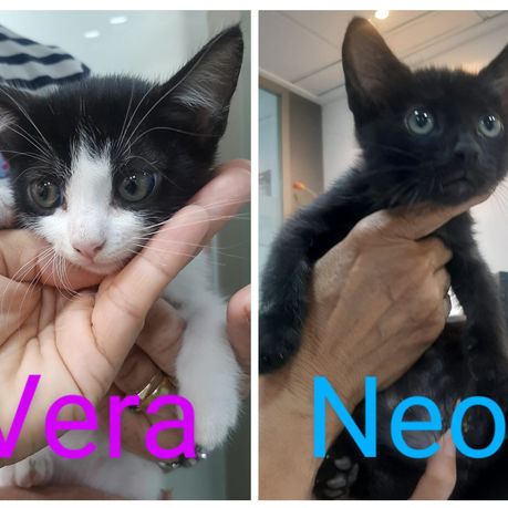 GATITOS MACHO Y HEMBRA EN ADOPCIÓN