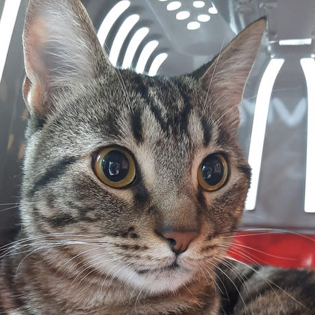 gato macho esperando adopción