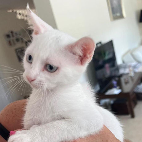 Gatita Luna en adopción