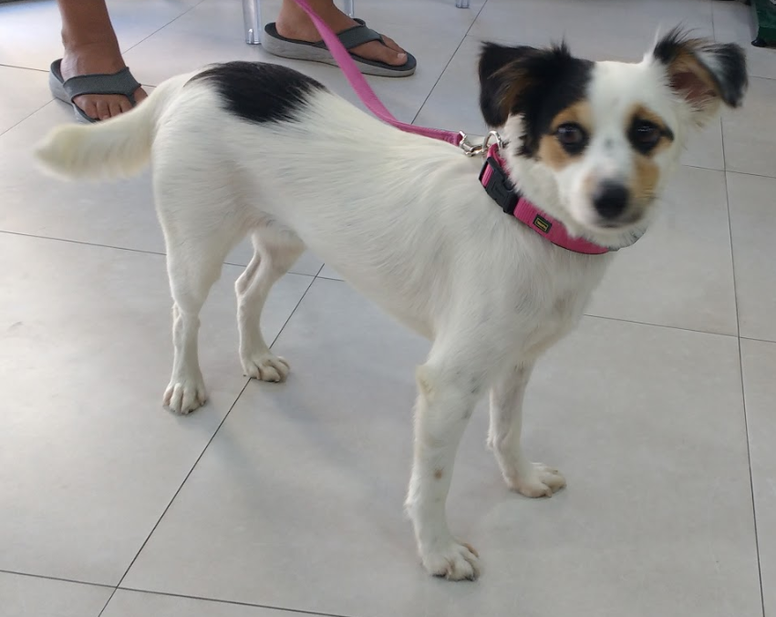 lunita-adopted