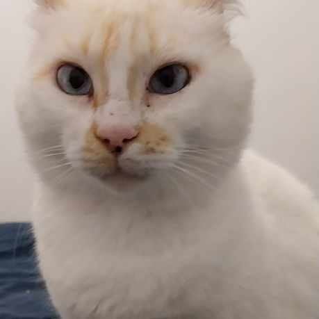 Pepa for adoption