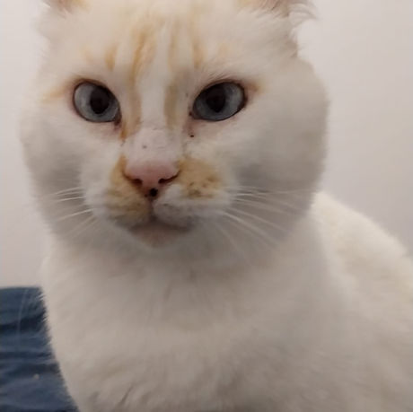 Pepa for adoption