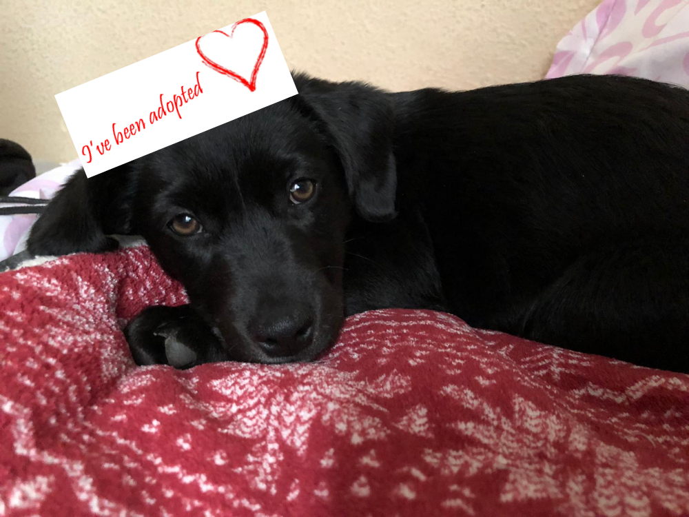 katie-adopted