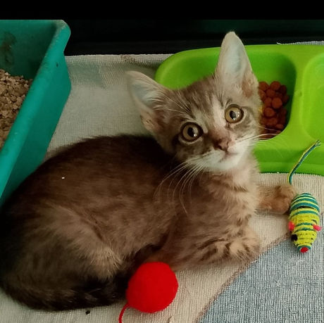 Bertie en adopcion