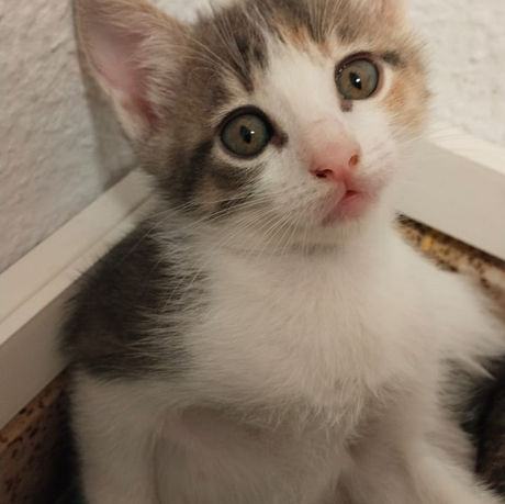 young kitten for adoption
