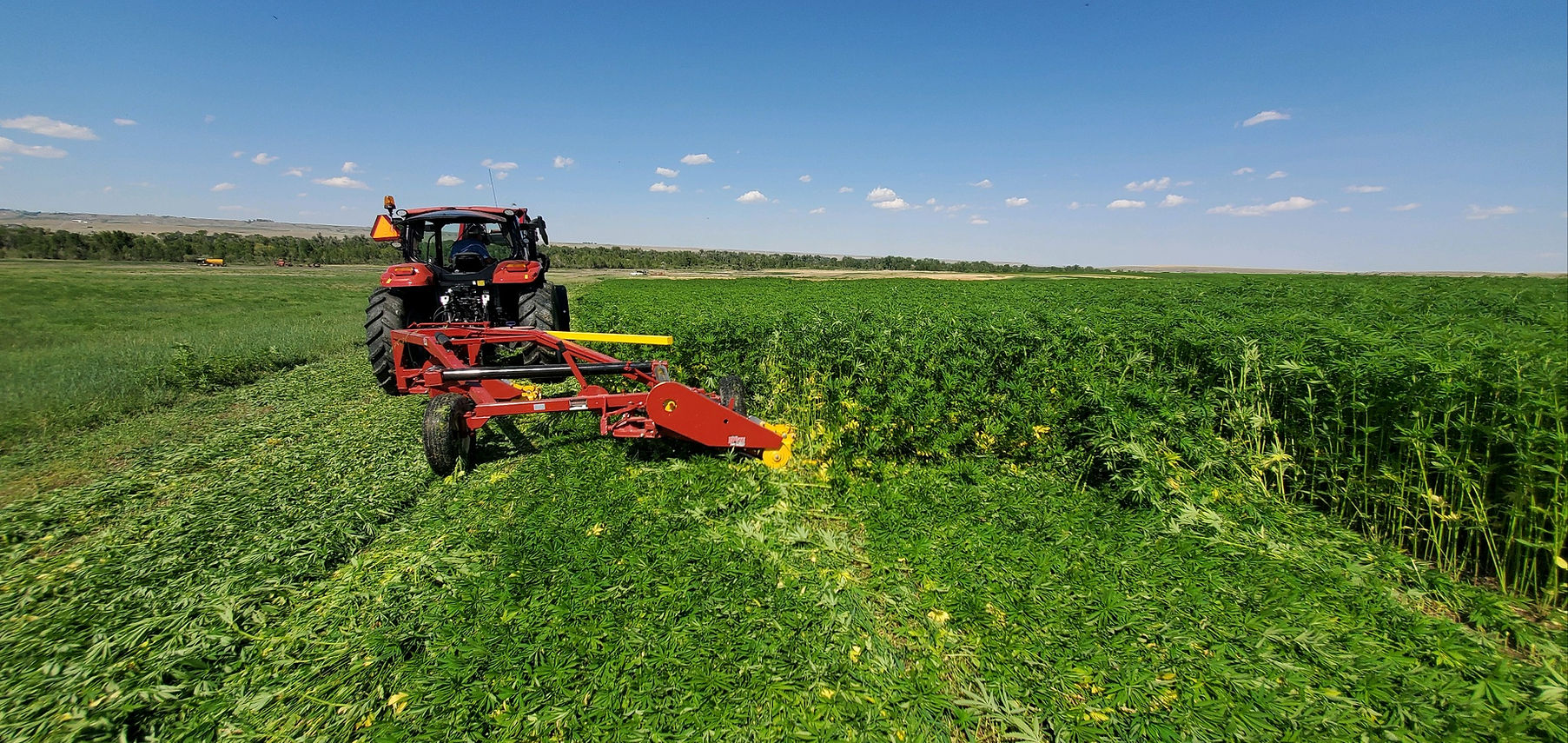 Industrial Hemp Harvest.JPG