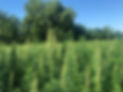 gick's hemp.jpg