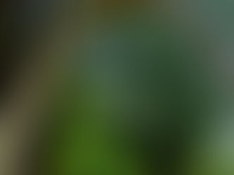 "A grama do vizinho é sempre mais verde"