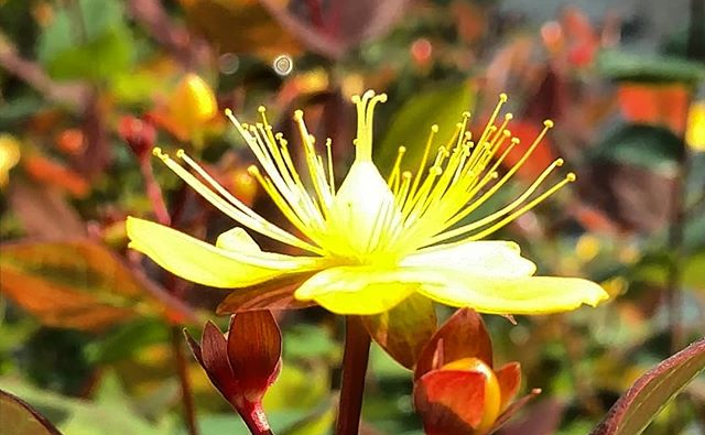 Compact Hypericum Thunderwood Farms