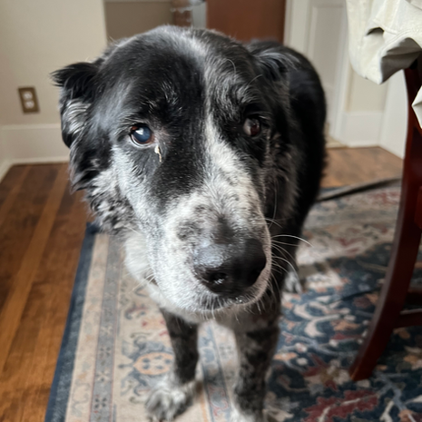 Kodiak