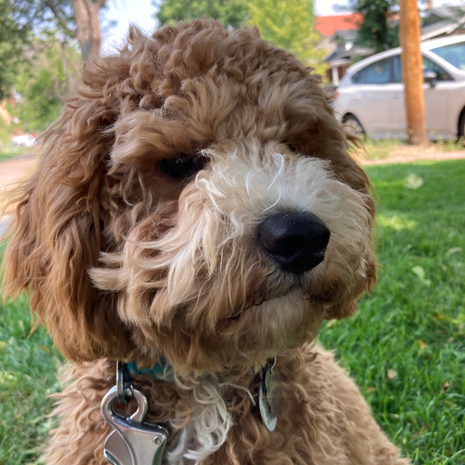 Pippin