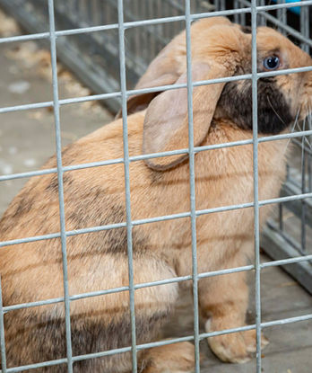 Dierencentrum Sevenum knagdieren 2.jpg