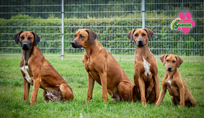 Dierencentrum Sevenum training 2.jpg