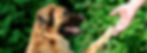 Honden pension