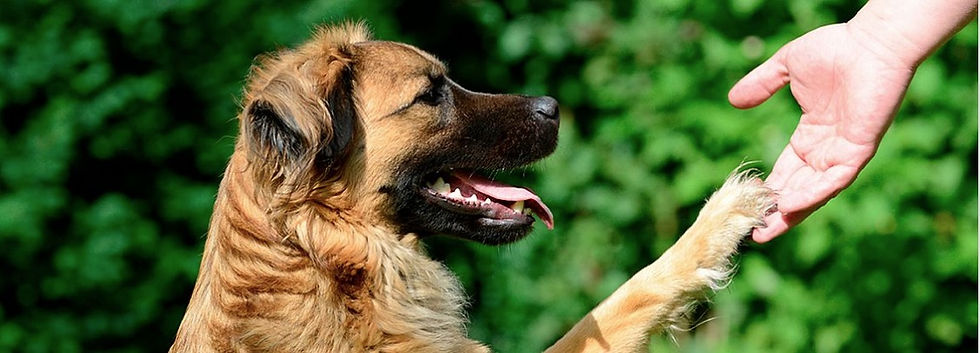 Honden pension