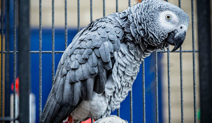Dierencentrum Sevenum vogels 2.jpg