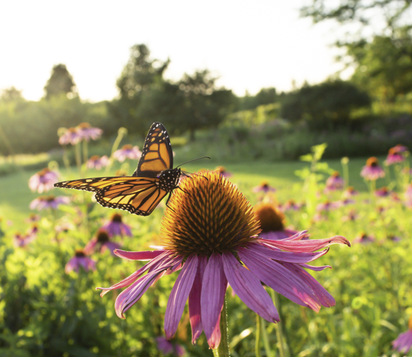 Meeting November 17th: Monarch butterfly biology, ecology, and ...