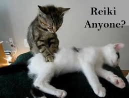 Cats doing Reiki