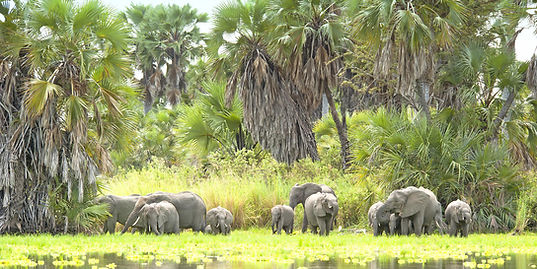 elephants reaching for leaves on tall tree