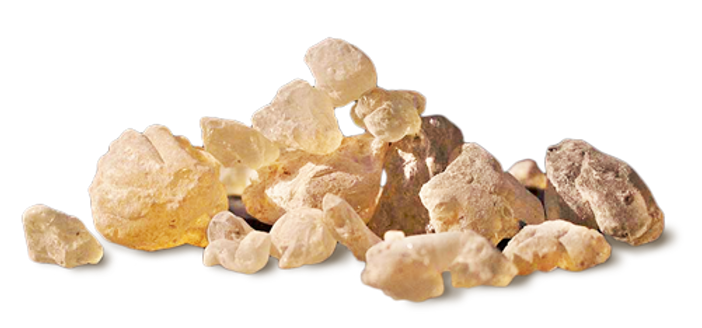 Afrasia Naturals, Laos, agarwood, aloeswood, oud, oudh, resin, wood chips, oil, damar batu, benzoin, A grade, bulk supply, agroforestry, purfume, incense,