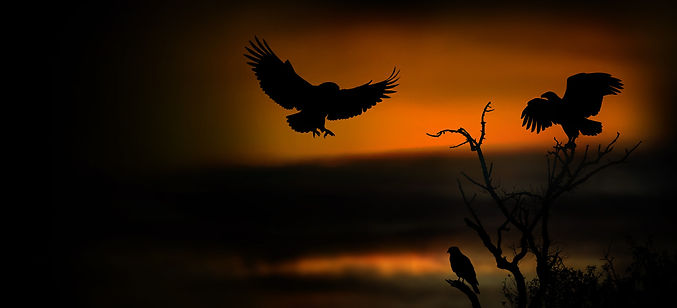 All-birds-sneak-peak-2.jpg