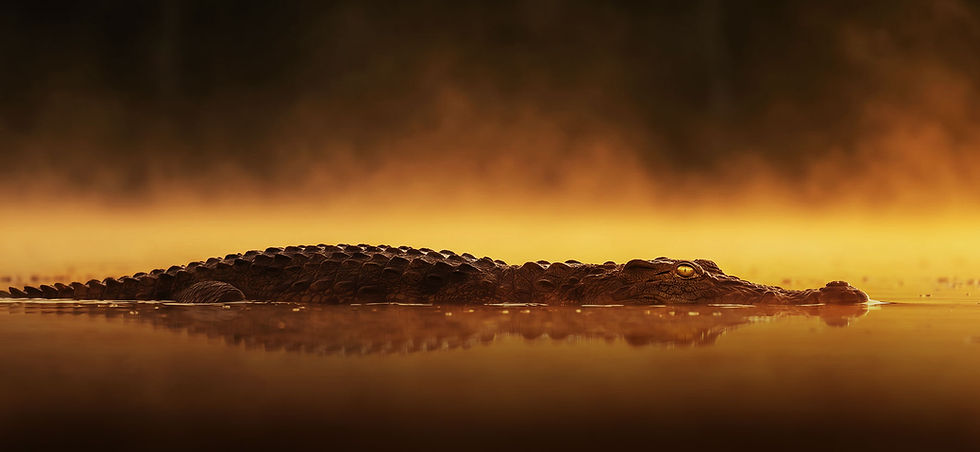 croc-background.jpg