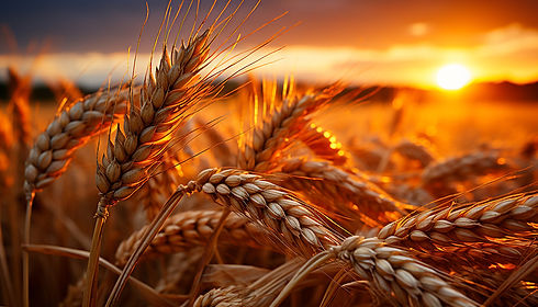 sunset-golden-wheat-field-nature-bountiful-harvest-generated-by-artificial-intelligence-OP