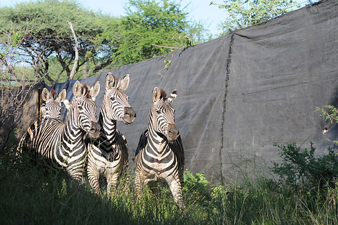 Small group of zebra in a field screen trap