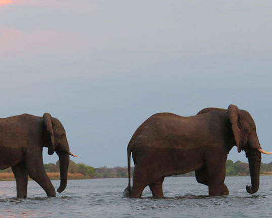 elephants stretching to reach the leaves from a tall tree