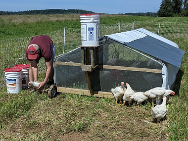 poultry farm chicken tractor