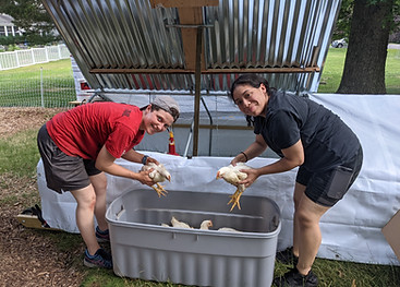 Moving chickens to pasture