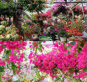 唐津ブーゲンの森