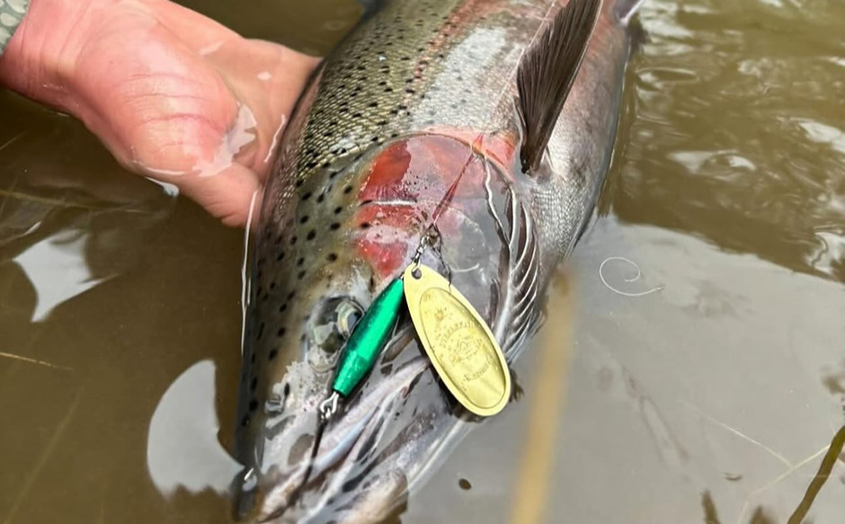 Best Steelhead Spinner