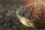 Pearl Millet