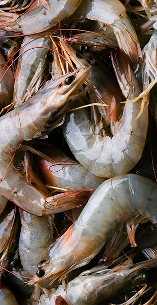 product_shrimp_img.png