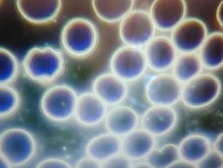 What’s in your Blood