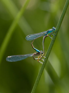 Damselflies mating