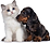 elevage ragdoll teckel calvados normandie caen dom fleur d'amour 1.png