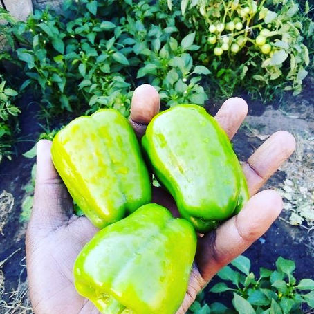 Lockdown Gardening in Lusaka