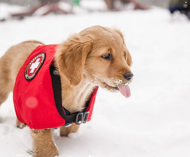 Duke Puppy