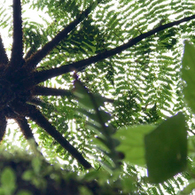 Costa Rica, green, Tree, family, rafting, vacation, doing life with michele