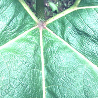 Costa Rica Green Plant, Costa Rica, family, vacation, doing life with michele, beach