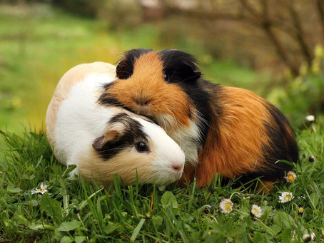 Does My Small Pet Need Company And What Does Bonding Entail?
