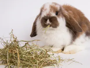 Hay is life! 