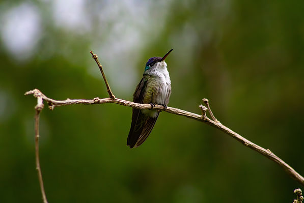 Azure-Crested Hummingbird