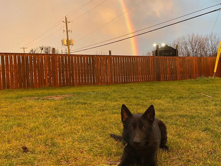  A few weeks ago, we had to say goodbye to a deeply loved part of our family—Sirius Black. Sirius was my first working dog. An all-black German Shepherd Dog that I had dreamed about having for decades. He was the dog who taught me that resilience and perseverance are some of the most underrated traits there are.