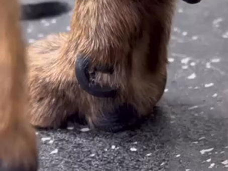 Nail Trims and Normalizing