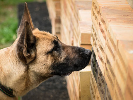 Detection work: Dogs Super Power